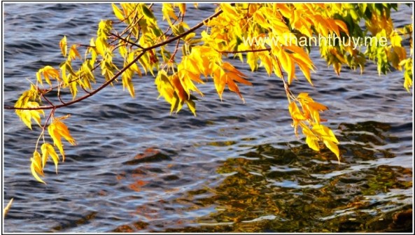 Ảnh do Nguyễn Thanh Cảnh chụp